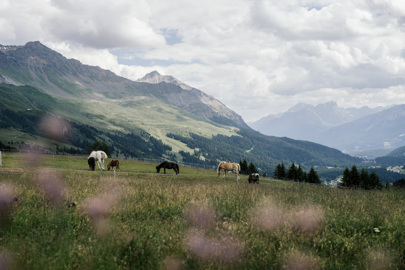 Pensions-Sommerferien auf der Alp in Graubünden